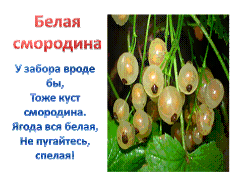 Стих о смородине Стих о смородине